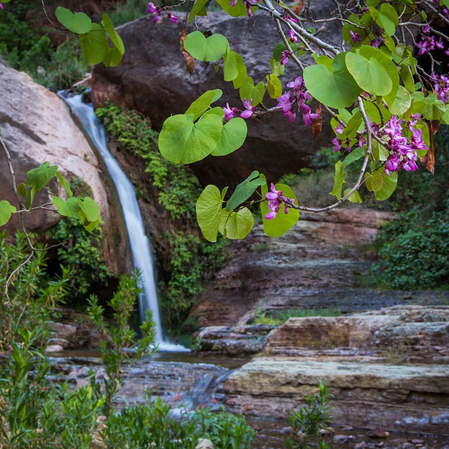 A spring-fed waterfall with purple flowers in the Grand Canyon