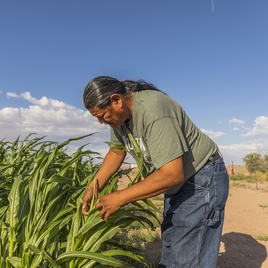 A Navajo farmer tends to his corn fields; small farmers are key part of supporting Native economies