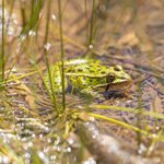 A green spotted amphibian in water at a spring in Arizona