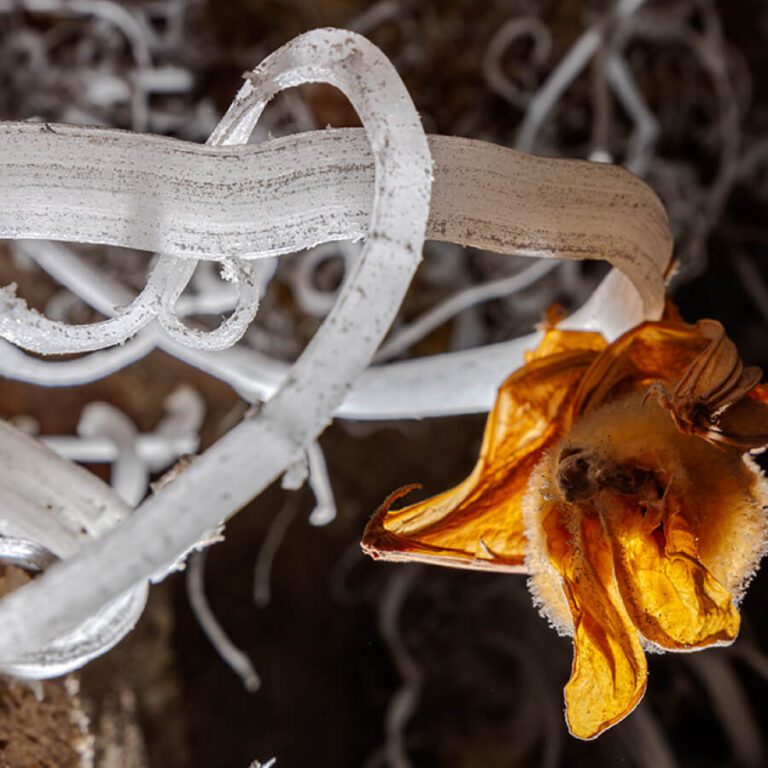 A mummified bat hangs from a mineral deposit that looks like white glass ribbon